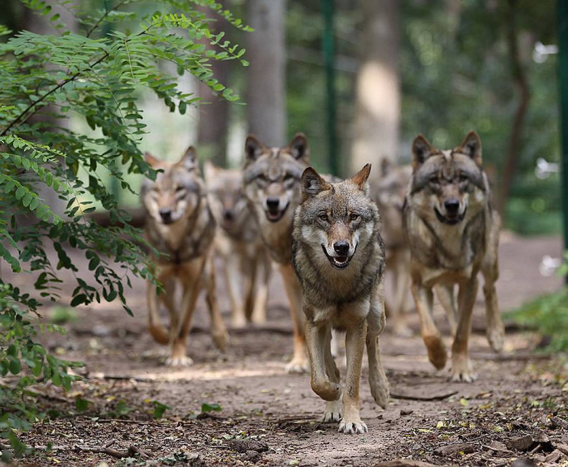 Wolfscenter Dörverden - Thöles Hotels & Gästehäuser