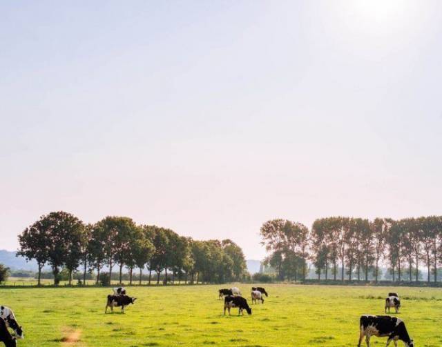 Kühe auf der Weide bei Sonnenschein #1