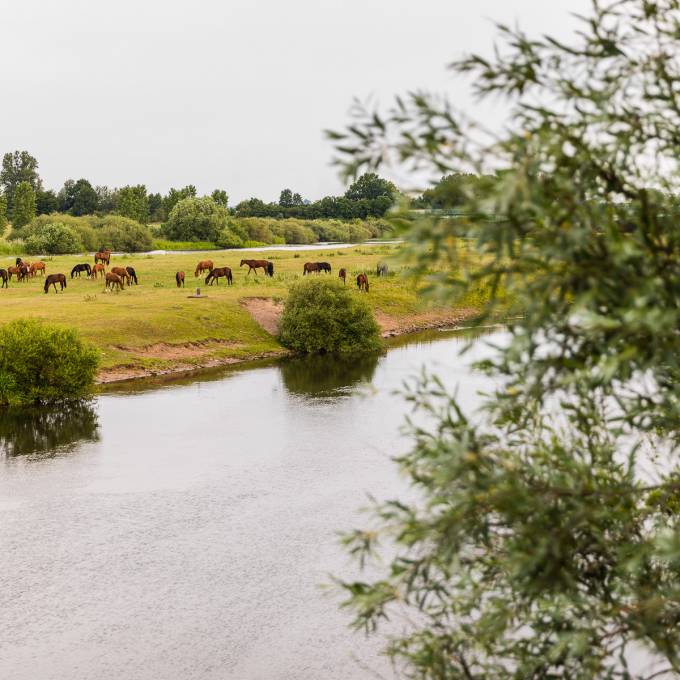 Pferdekoppel am Ufer eines Flusses