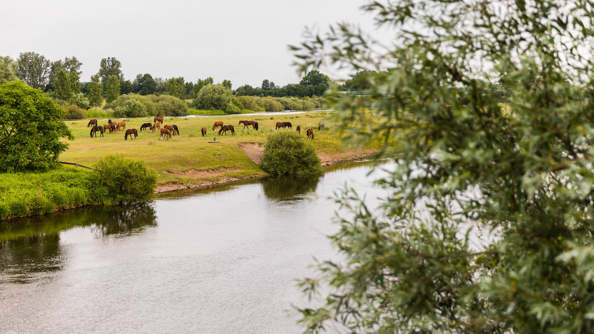 Pferdekoppel am Ufer eines Flusses