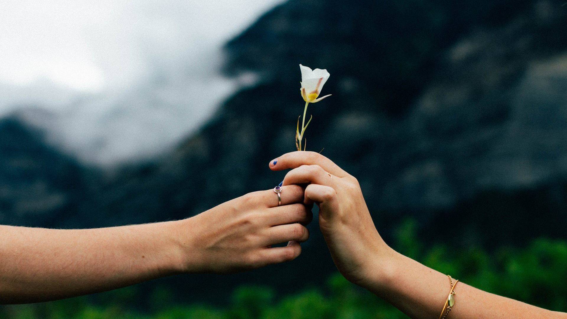 Zwei Hände halten eine Blume